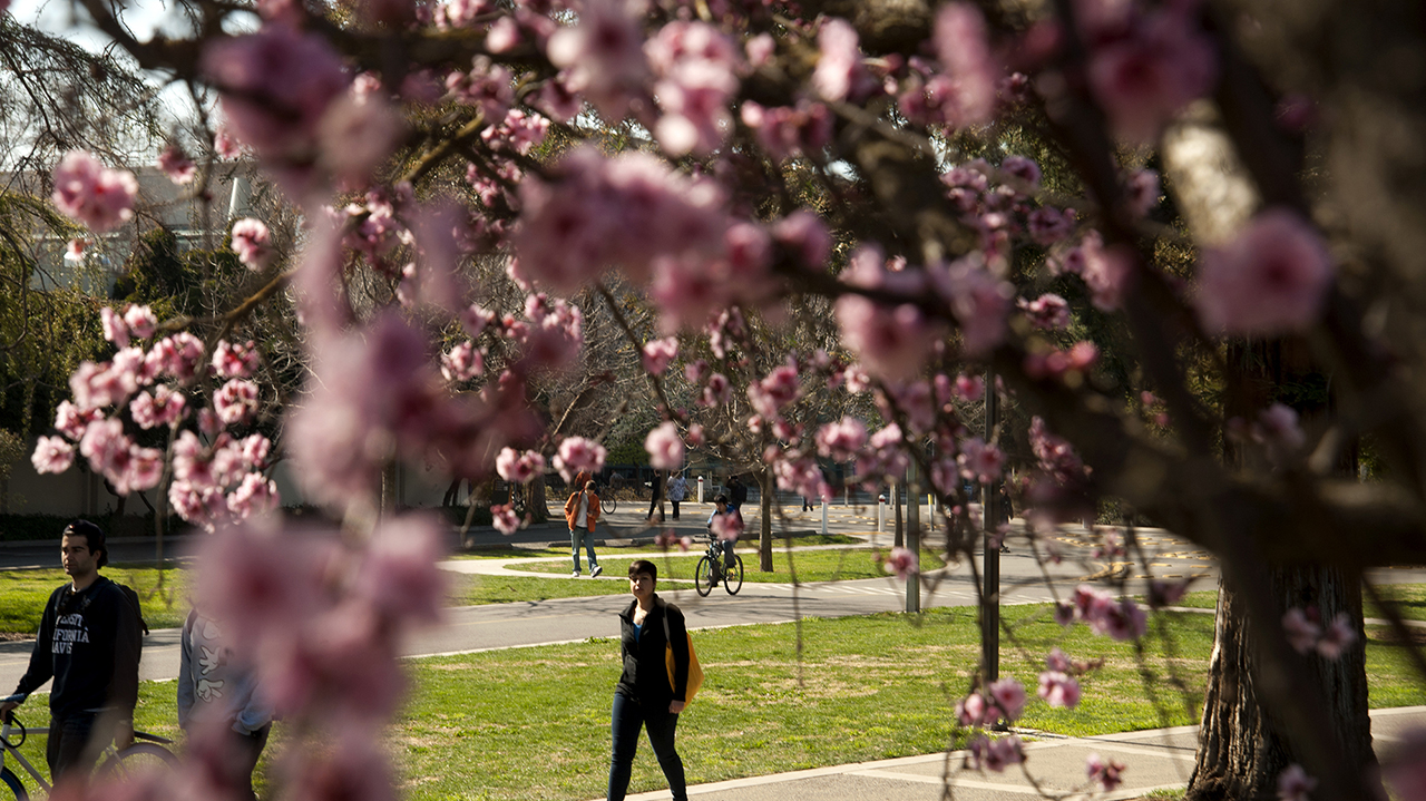 cherry blossoms on campus with student walking in background