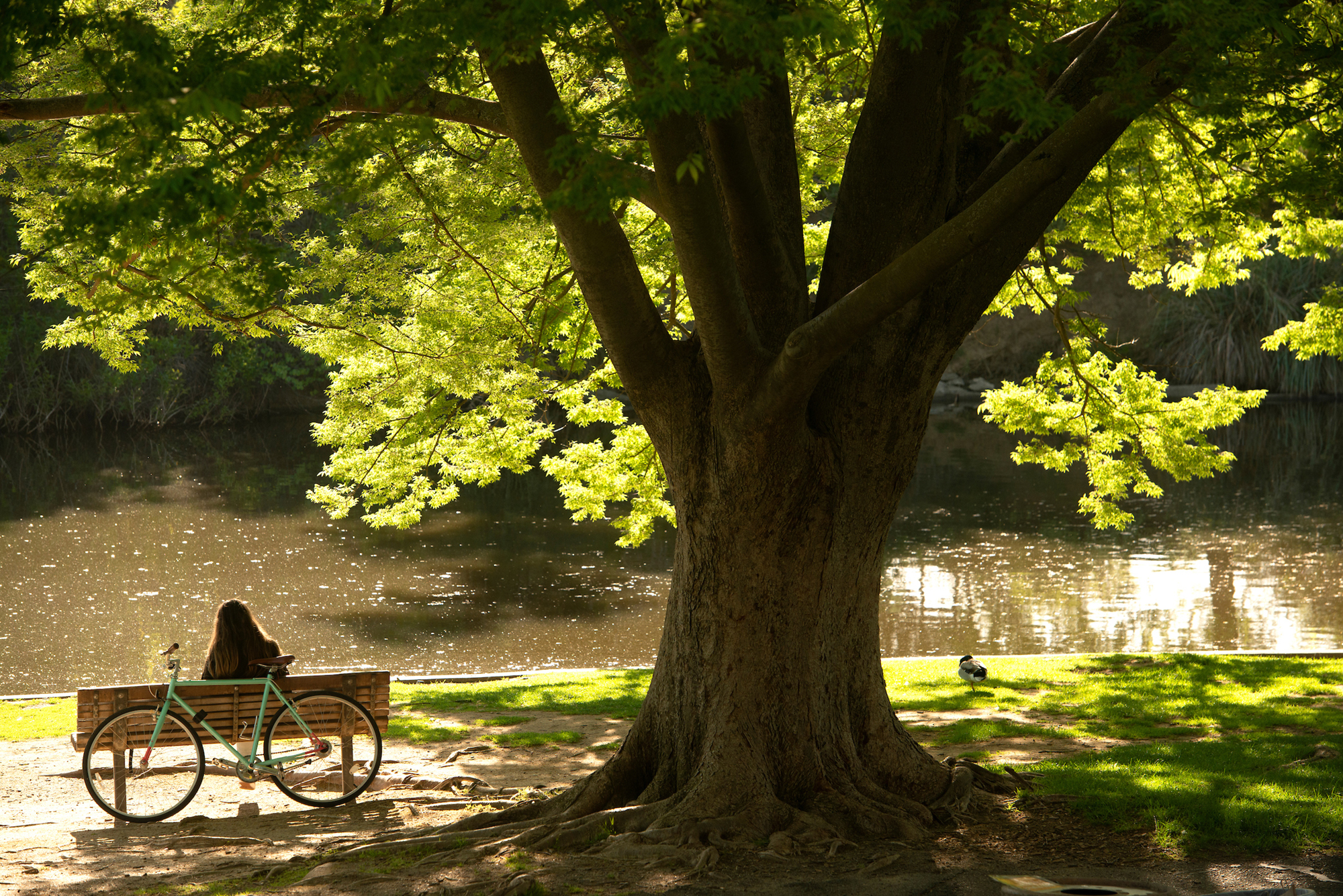 student sitting under tree along Putah Creek in Arboretum