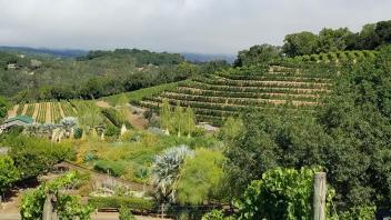 Landscape image on winery