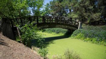 a bridge goes over Putah Creek in the Australian collection of the Arboretum