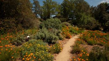 The native California plant section of the UC Davis Arboretum