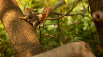 A squirrel makes barking noises from a tree in the Arboretum