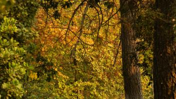 Golden light falls on a path in the Arboretum
