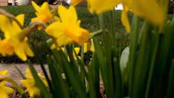 spring flowers on UC Davis campus