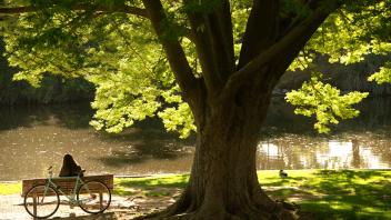 student sitting under tree along Putah Creek in Arboretum