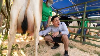 a student milks a cow