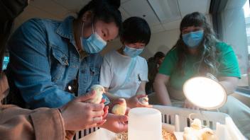 people hold two-day old chicks