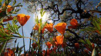 California poppies are in bloom, showing their shades of orange, in the Arboretum