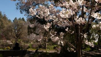 Flowering trees are a bloom in the Arboretum as Spring arrives