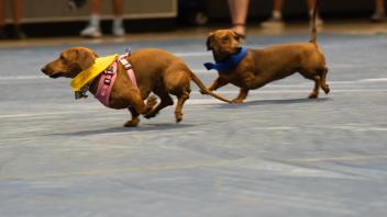 UC Davis Picnic Day Scenes from the Doxie Derby.