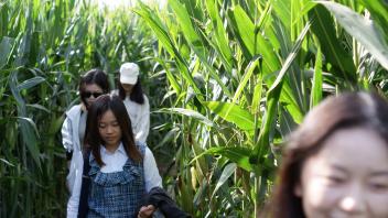 UC Davis GSP students walking through the Dixon corn maze