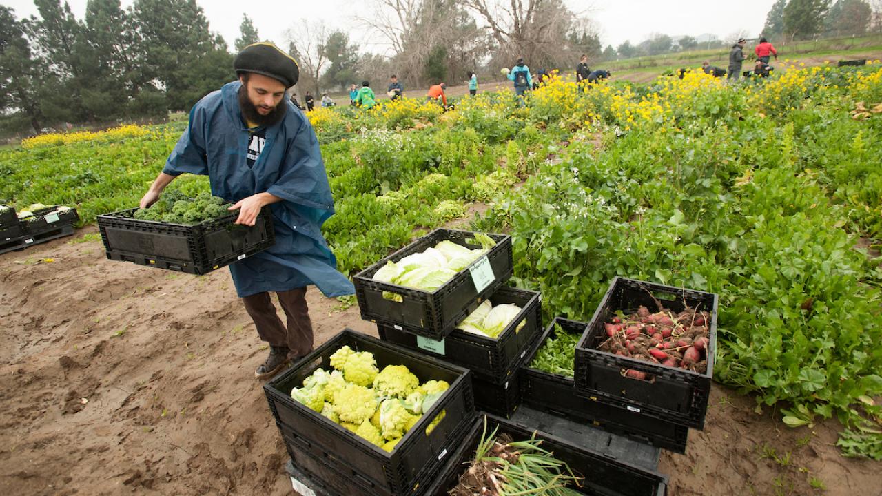 Student volunteer carrying vegetables