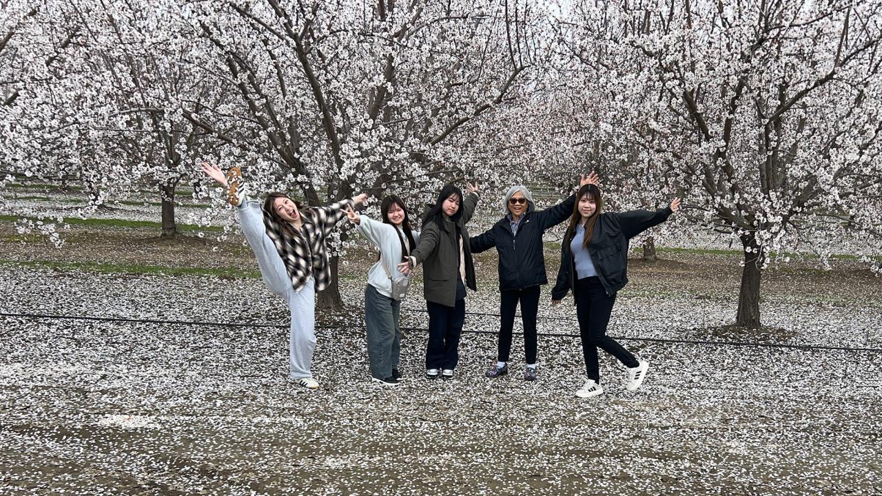 A group of International students poses under almond flowers