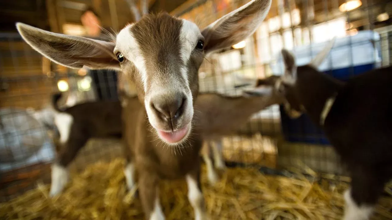 A goat at the UC Davis Dairy Goat Facility looks directly at the camera