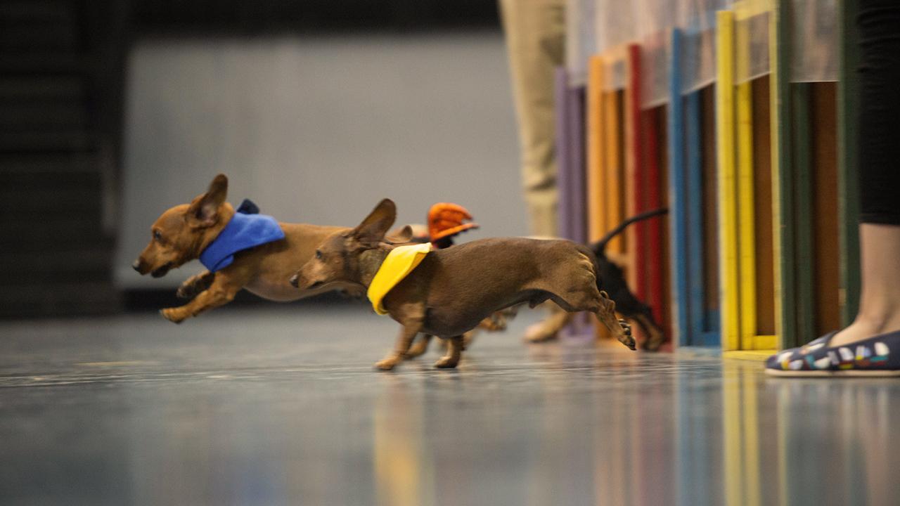 The Doxie Derby dogs compete in the annual contest during Picnic Day