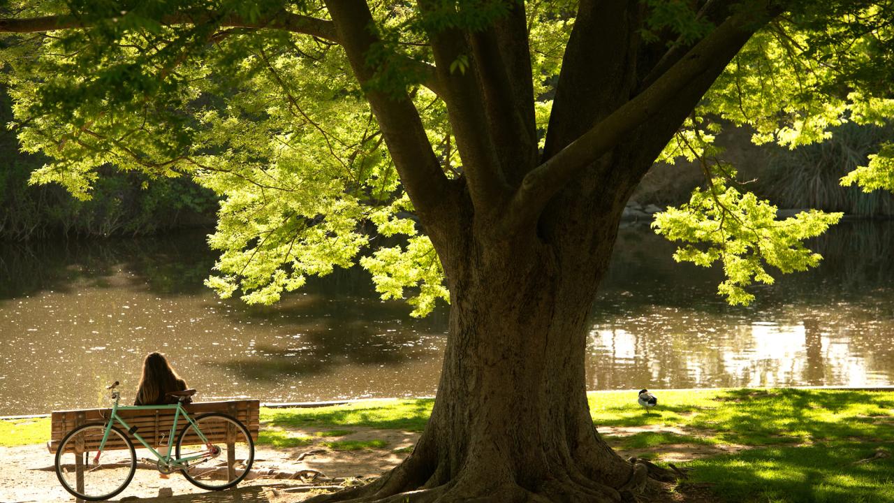 student sitting under tree along Putah Creek in Arboretum