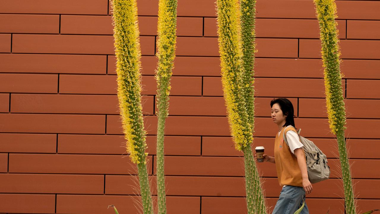 A student walks by the blooms of a succulent stalk at California Hall on April 25, 2025.