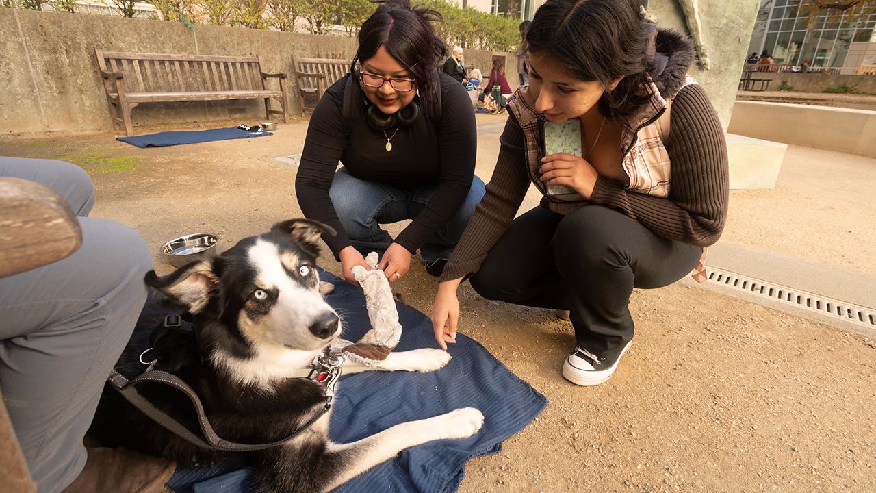 A therapy dog greets students outside the Shields library during finals week