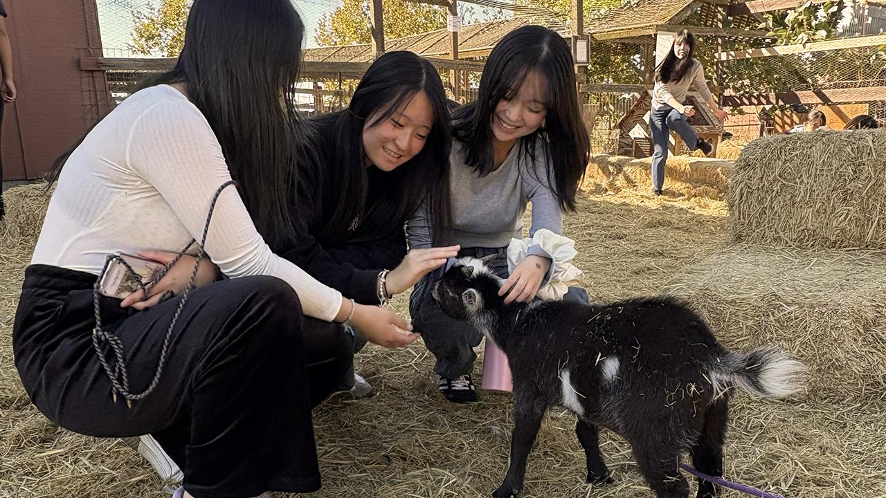 UC Davis international students pet a goat during a field trip to a local farm.