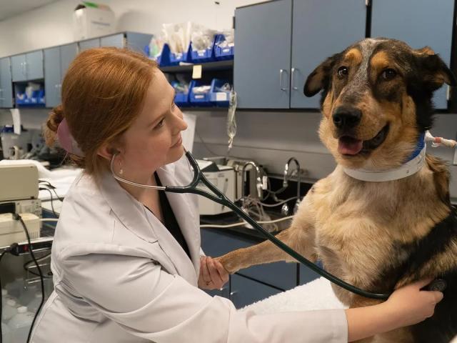 A female resident at the School of Veterinary Medicine uses a stethoscope during a checkup on a large dog