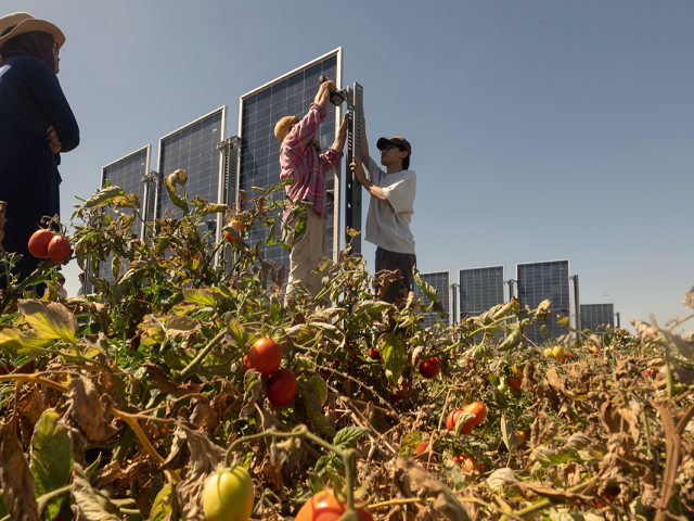 two people in a tomato field put up solar panels