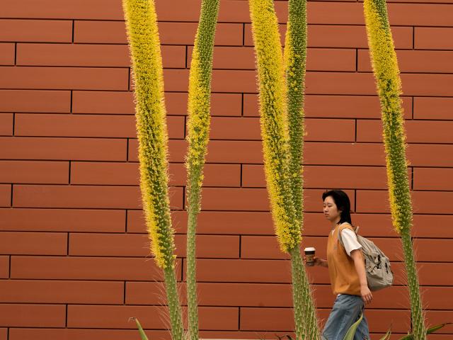 A student walks by the blooms of a succulent stalk at California Hall on April 25, 2025.