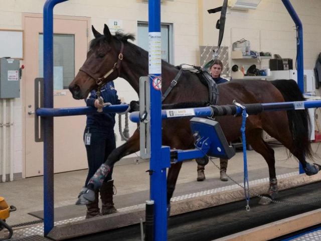 A horse on a treadmill inside a building