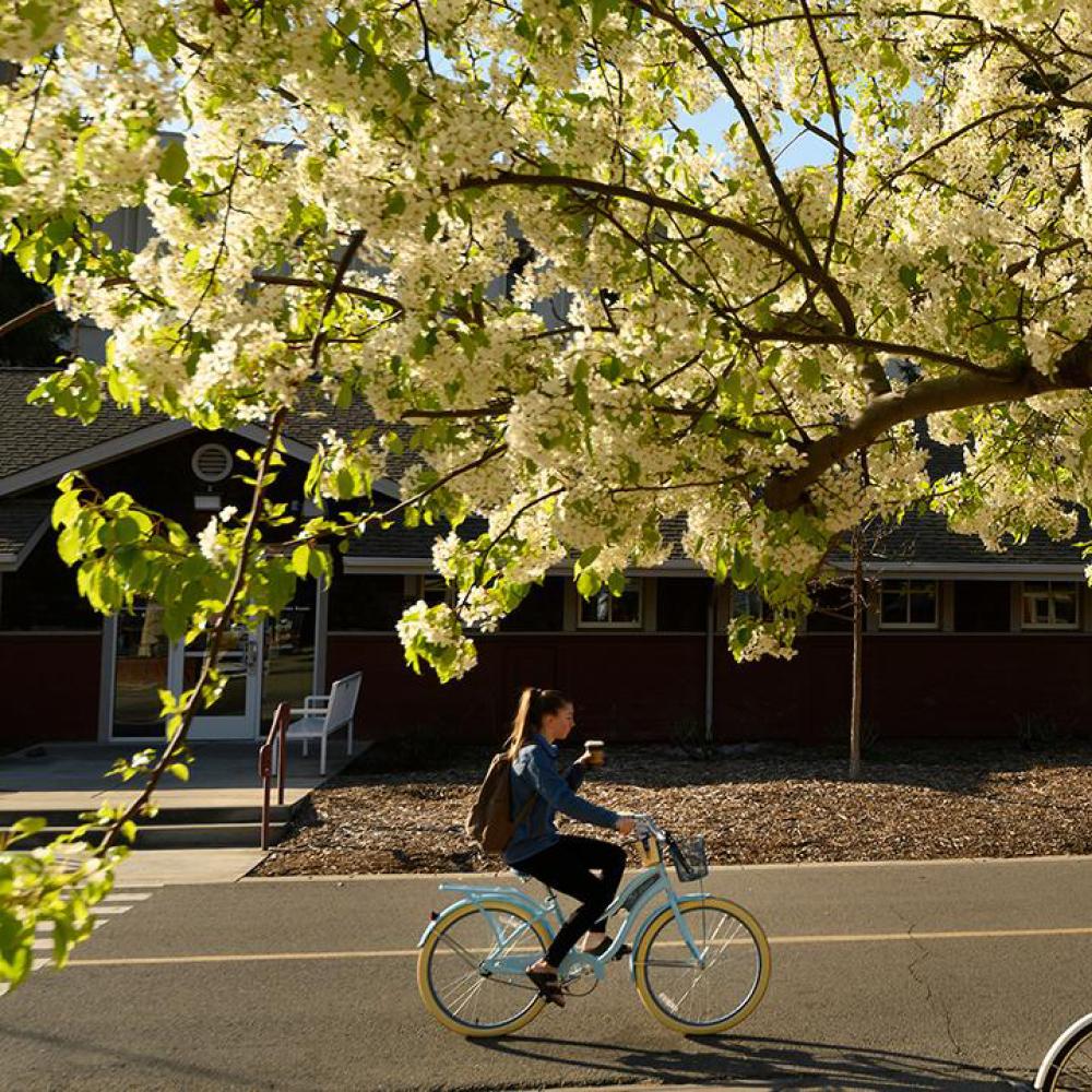a UC Davis student rides her bike past a tree blooming with spring flowers