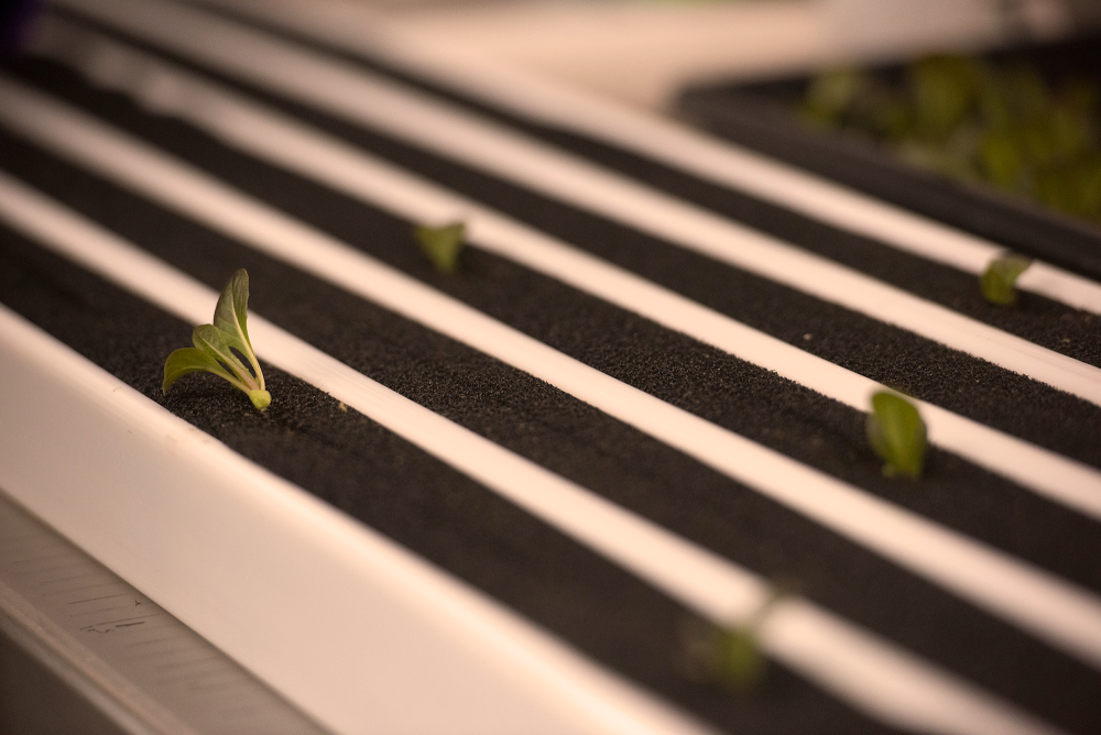 close up image of plants in vertical farmin