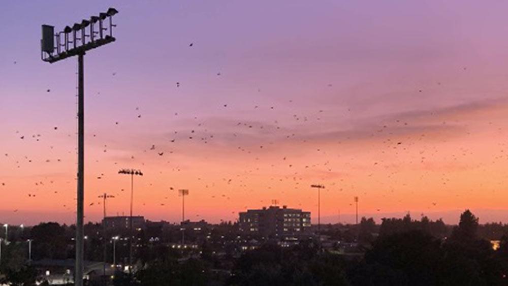 sunset with birds in the distance