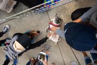 A therapy dog lays on his back and has his stomach rubbed by students.