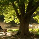student sitting under tree along Putah Creek in Arboretum
