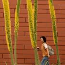 A student walks by the blooms of a succulent stalk at California Hall on April 25, 2025.