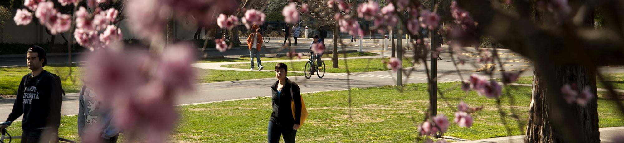cherry blossoms on campus