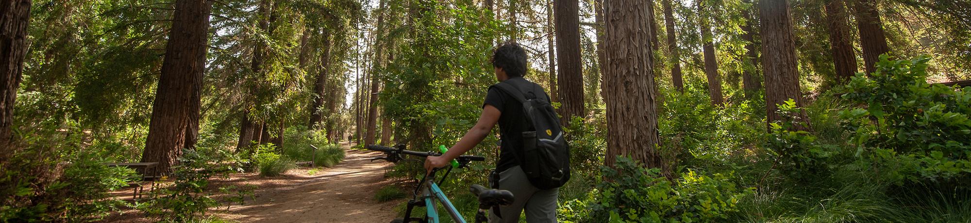 walking bike in redwood grove