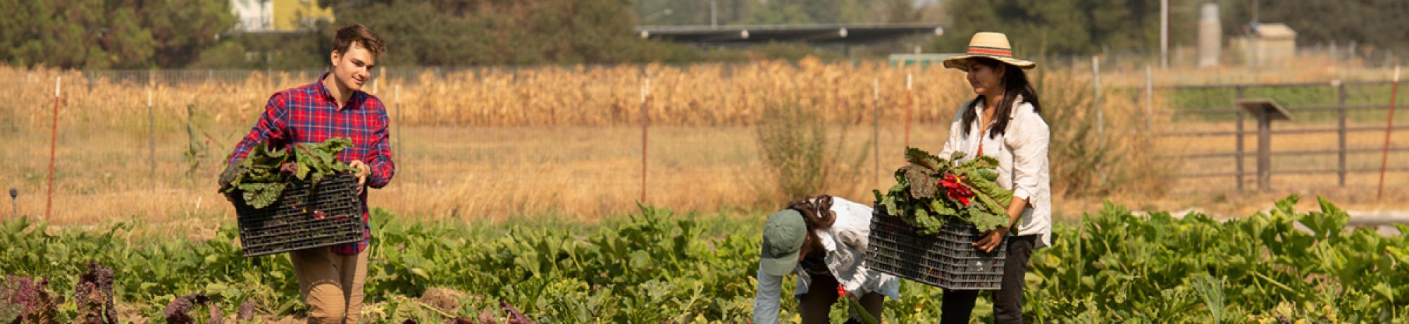 UC Davis students harvesting in student farm