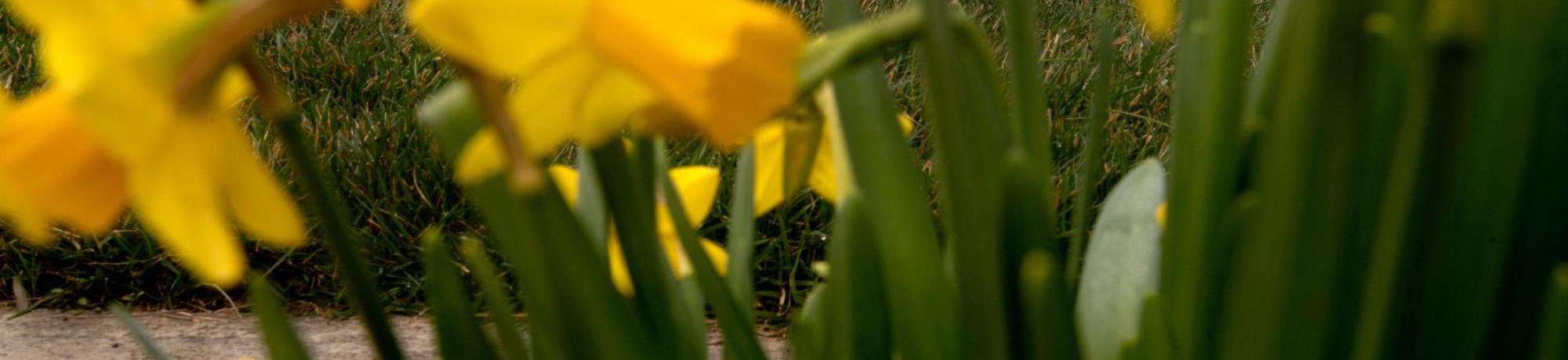 spring flowers on UC Davis campus
