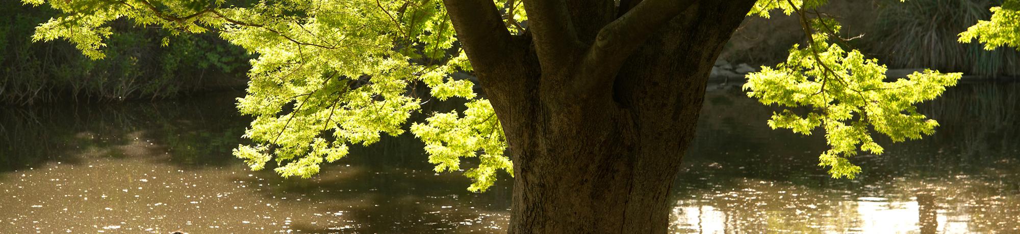 student sitting under tree along Putah Creek in Arboretum